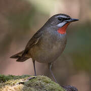 Siberian Rubythroat