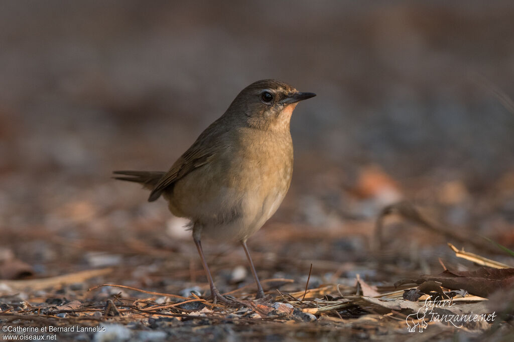 Siberian Rubythroat female adult, identification