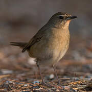 Siberian Rubythroat