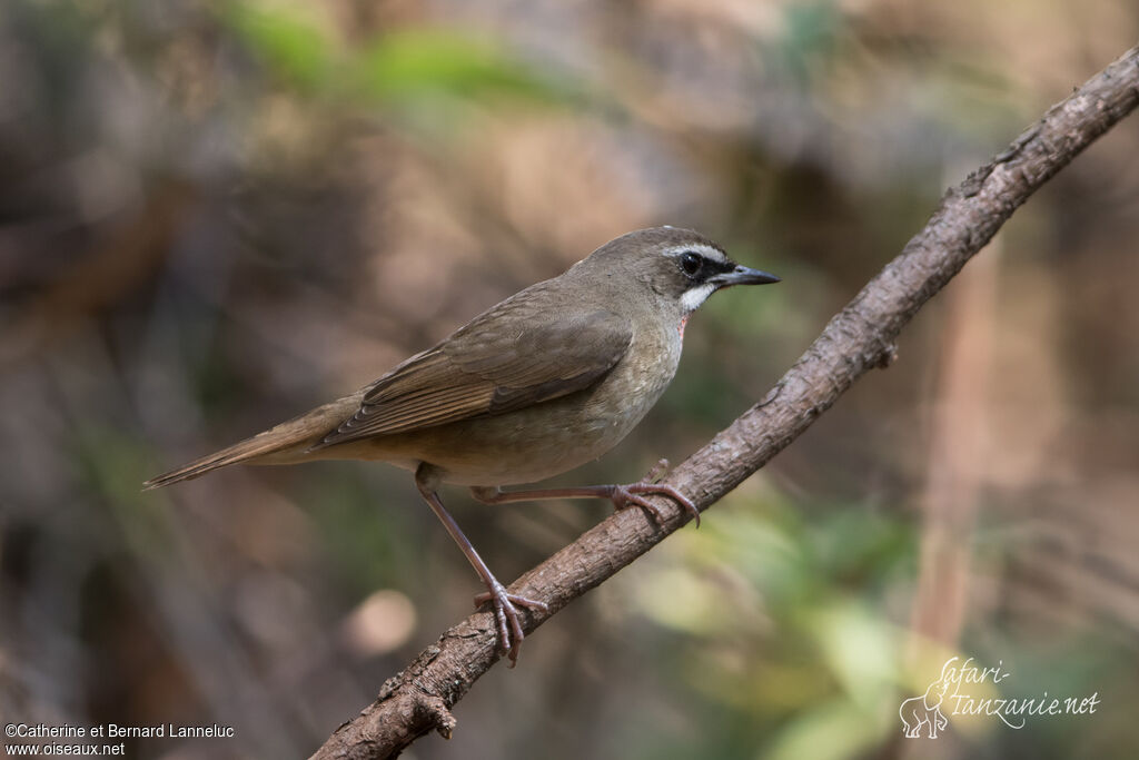 Rossignol calliope mâle adulte, identification