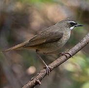 Siberian Rubythroat