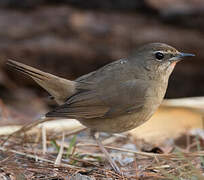 Siberian Rubythroat