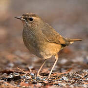 Siberian Rubythroat