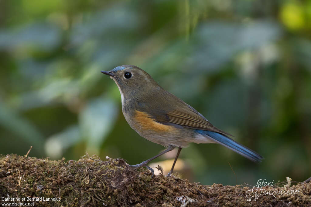 Himalayan Bluetail male Second year, identification