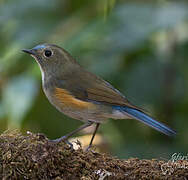 Himalayan Bluetail