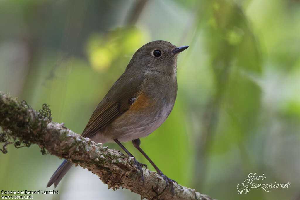 Himalayan Bluetail female adult breeding, identification