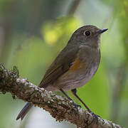 Himalayan Bluetail