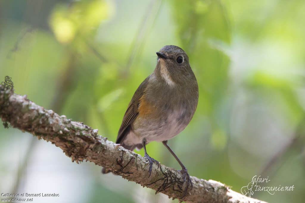 Himalayan Bluetail female adult, close-up portrait