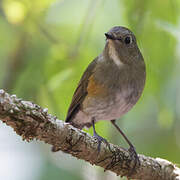 Himalayan Bluetail