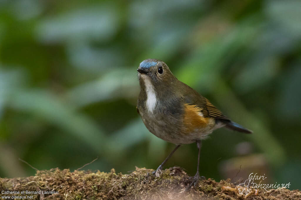 Himalayan Bluetail male Second year, close-up portrait, pigmentation