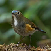 Himalayan Bluetail