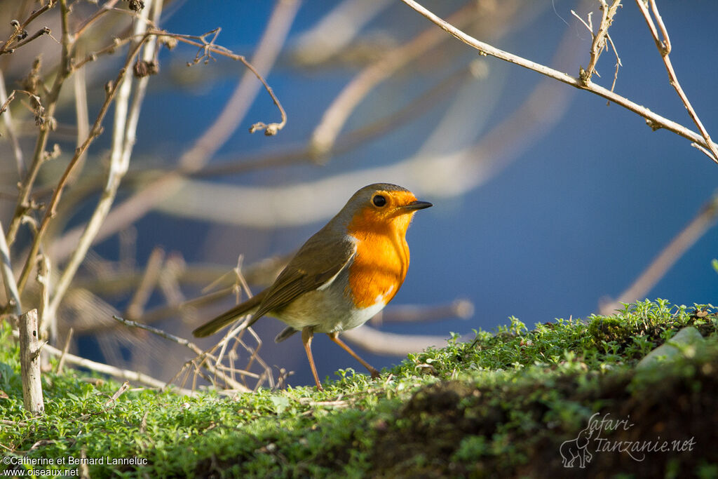 European Robin