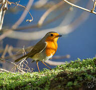 European Robin