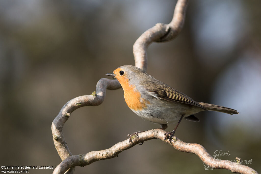 European Robinadult, identification