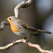 European Robin