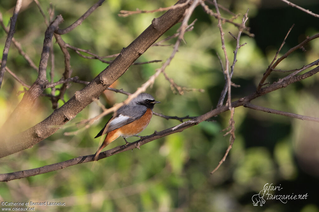 Common Redstart male adult