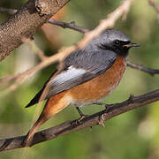 Common Redstart