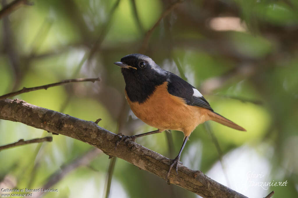 Daurian Redstart male adult, Behaviour