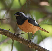 Daurian Redstart