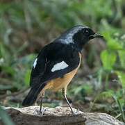 Daurian Redstart