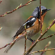 Eversmann's Redstart