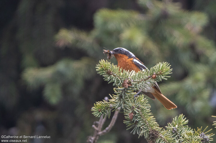 Eversmann's Redstart male adult breeding, Reproduction-nesting