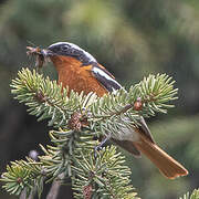 Eversmann's Redstart