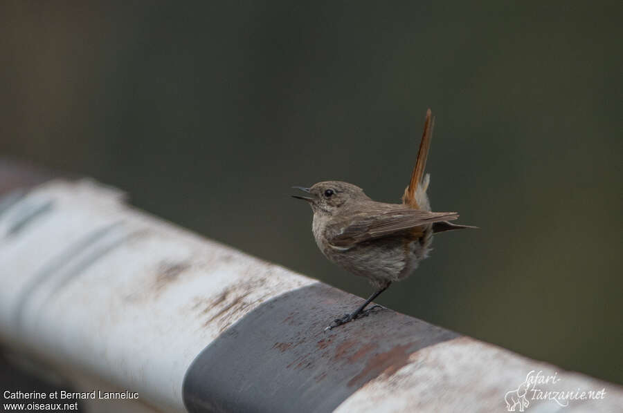 Eversmann's Redstartjuvenile, identification