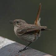 Eversmann's Redstart