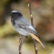 Black Redstart