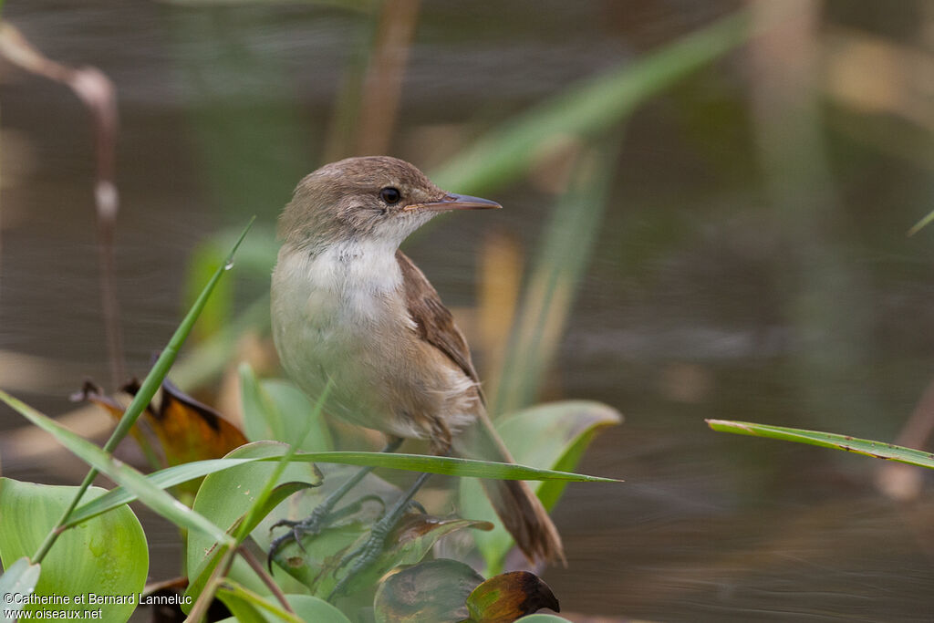 Lesser Swamp Warbler, Behaviour