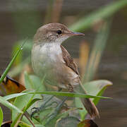 Lesser Swamp Warbler