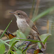 Lesser Swamp Warbler