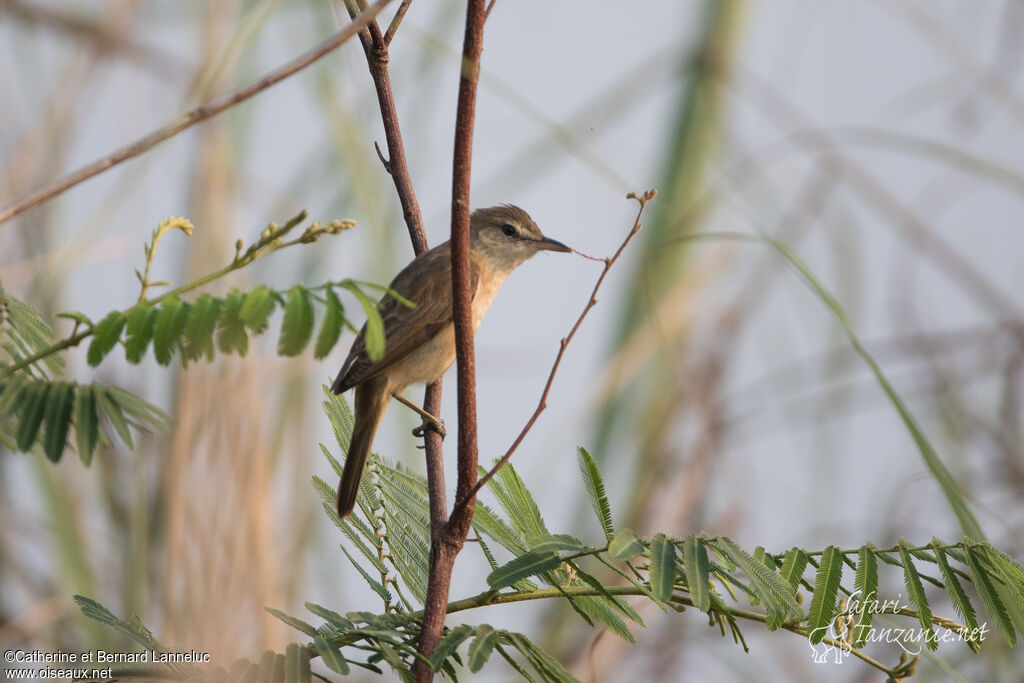 Oriental Reed Warbleradult