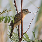 Oriental Reed Warbler