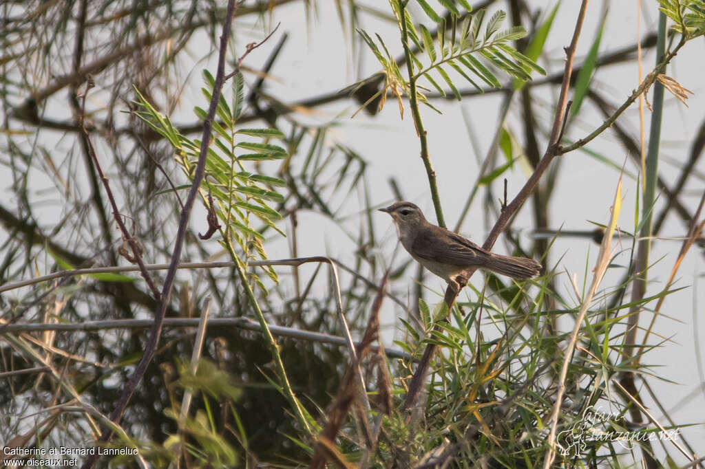 Black-browed Reed Warbleradult, pigmentation, Behaviour