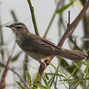 Black-browed Reed Warbler