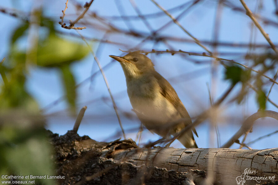 Blyth's Reed Warbleradult