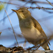 Blyth's Reed Warbler