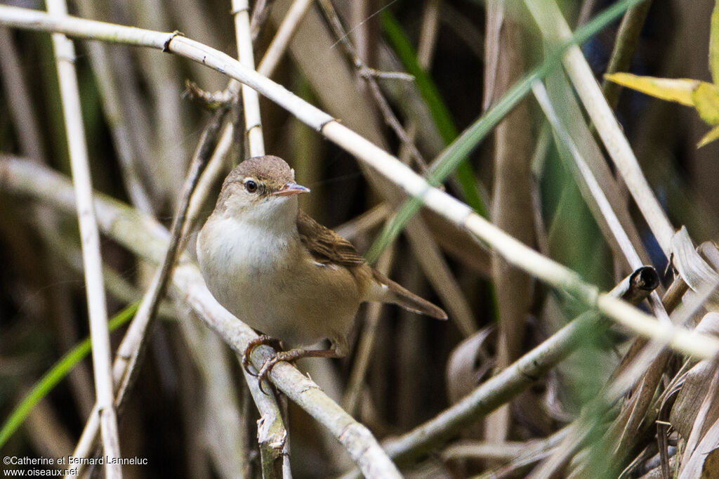 Eurasian Reed Warbler