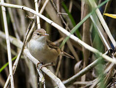 Common Reed Warbler