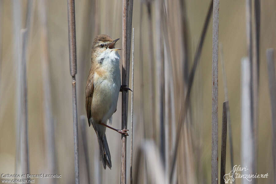 Paddyfield Warbler male adult breeding, song