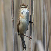 Paddyfield Warbler