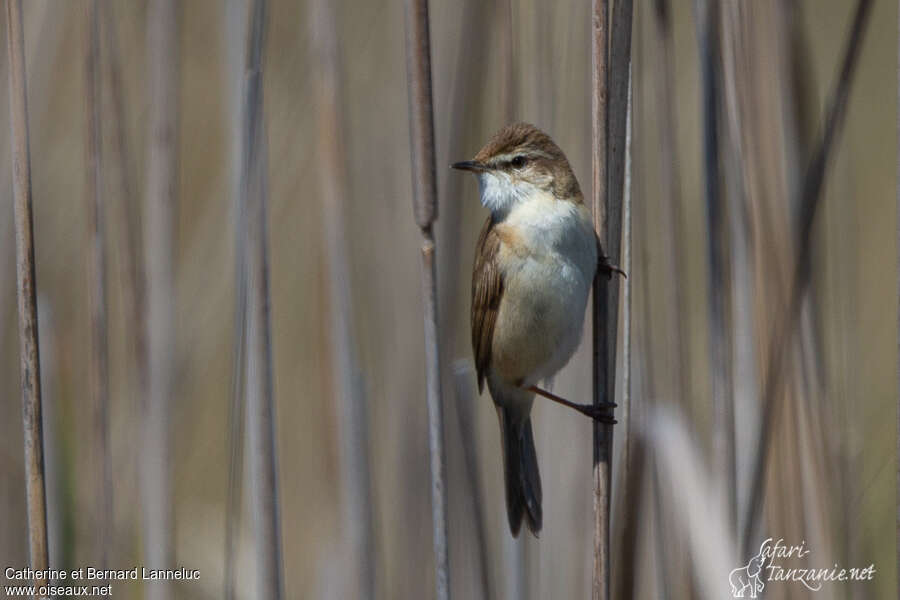 Paddyfield Warbleradult, close-up portrait