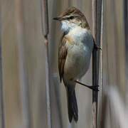 Paddyfield Warbler