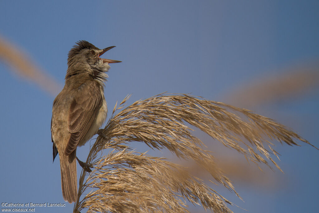 Great Reed Warbleradult, identification, song