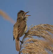 Great Reed Warbler