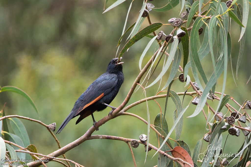 White-billed Starling male adult, identification