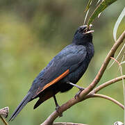 White-billed Starling