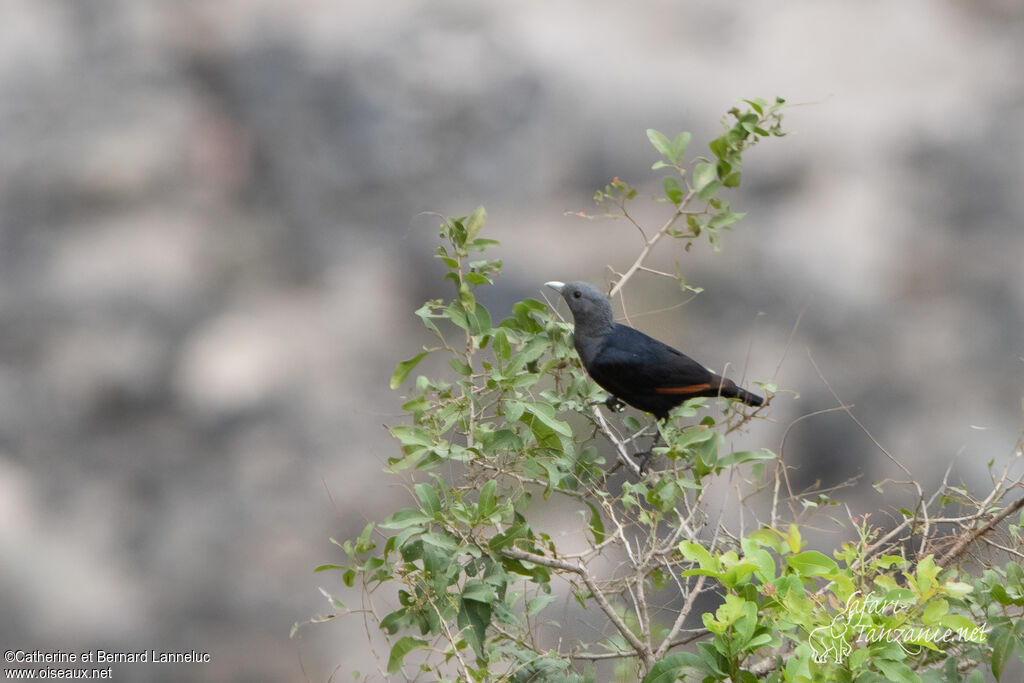 White-billed Starling female adult